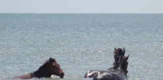 Cai salbatici in Marea Neagra