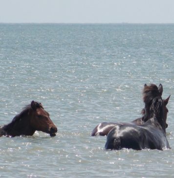 Cai salbatici in Marea Neagra