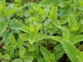 a freca menta