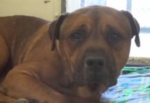 Te lasă fără cuvinte! Un câine nu se poate opri din plâns, după ce își dă seama că a fost abandonat – VIDEO caine care plange