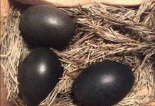 S-a dus sa strângă ouăle din cotețul găinilor însă a avut un șoc: într-un cuib a găsit trei bucați de culoare neagră. I s-a părut ciudat, așa ca le-a pus la clocit, ca sa vadă ce iese din ele. A rămas cu gura căscată când a văzut cum arătau puii oua negre