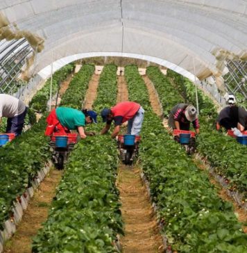 Doi soți din România, tratati ca niște sclavi la muncă în Spania – VIDEO romani sclavi in spania