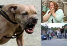 amstaff sighet