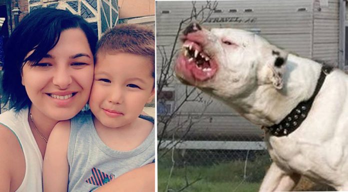 copil ucis de un caine de lupta copil ucis de un caine de lupta