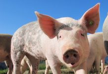 porci pesta porcina