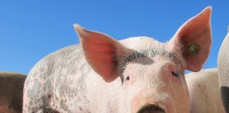 porci pesta porcina