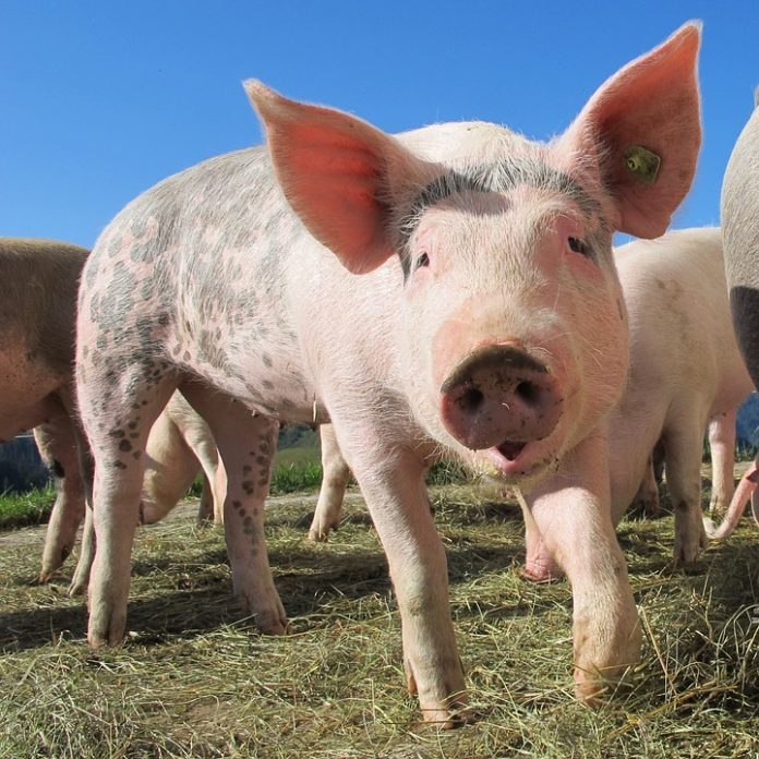 porci pesta porcina