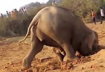 elefant