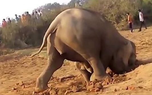 elefant
