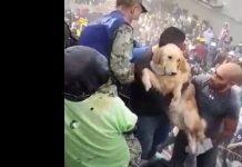 golden retriever mexico