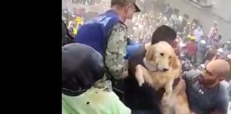 golden retriever mexico