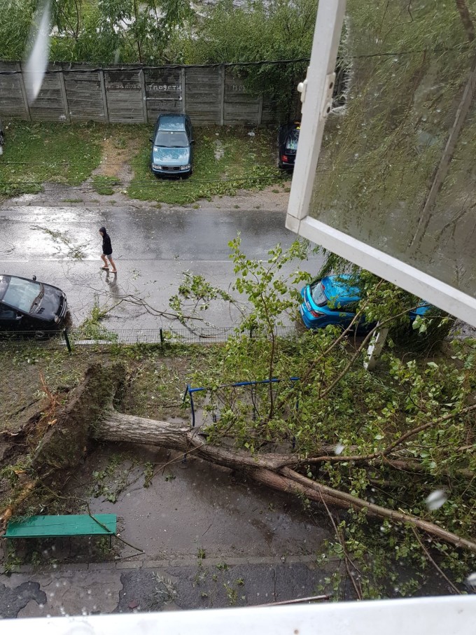 vijelie in timisoara 