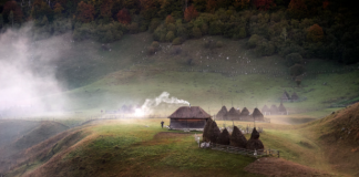 Diana Buzoianu - The Telegraph