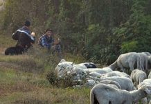 Doru Olaru și Costel Calinciuc