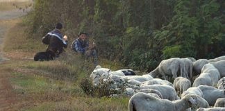 Doru Olaru și Costel Calinciuc