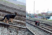 caine legat pe calea ferata in neamt