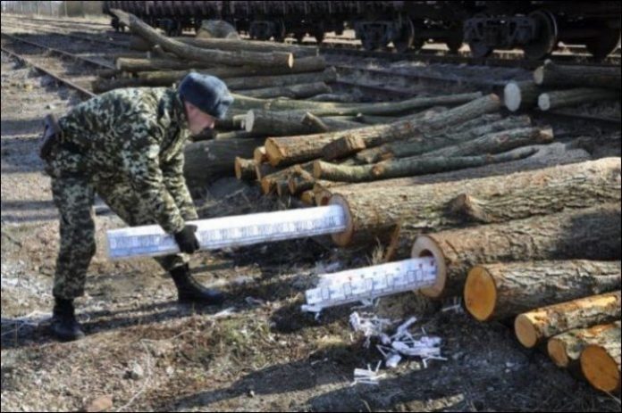 transport busteni cu tigari