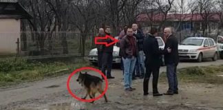 criminal apa - caine politist