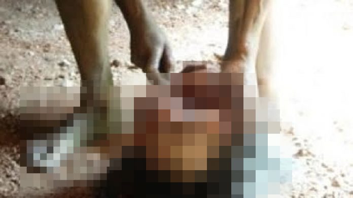 tanar canibal criminal sf gheorghe