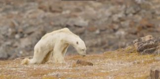 URS POLAR PE MOARTE