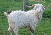 capra-de-angora