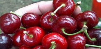 A cumpărat o casoletă cu cirese de la supermarket. A rămas șocat când a citit ce scria pe etichetă