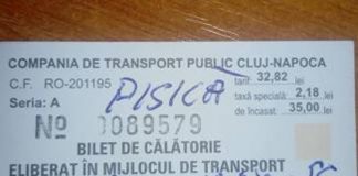 Pisică amendată la Cluj deoarece călătorea cu autobuzul fără bilet!