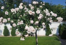 Cum sa ai trandafiri infloriti toata vara în gradina. 5 trucuri pentru flori superbe