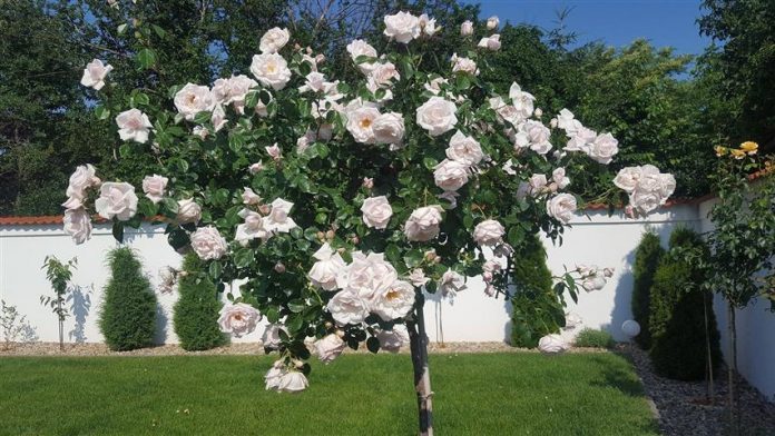 trandafiri-infloriti-696x392