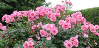 Cum tăiem trandafirii primăvara ca să avem grădini colorate și parfumate toată vara